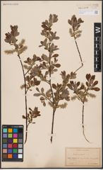 Foto von Salix aurita L.